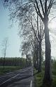 RWT 0271 316-11 France Plane Trees N Hwy